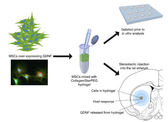 Ben Newland Research - Collagen hydrogel for cell transplantation