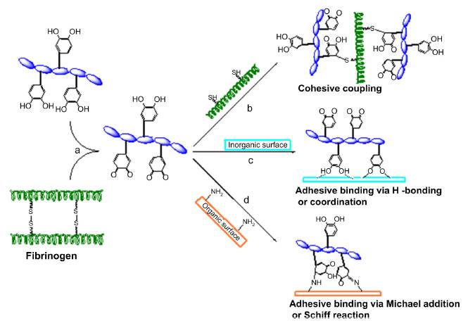 Ben Newland Research into mussel inspired tissue adhesive