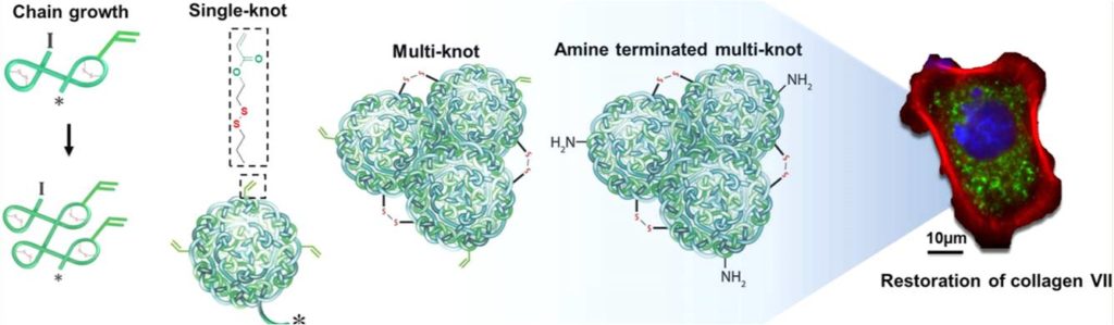 Ben Newland - Cyclized knot polymer for gene delivery