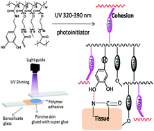 Catechol polymers - mussel inspired