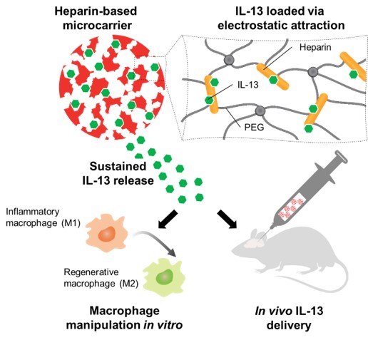 Cryogel microcarriers for drug delivery to the brain