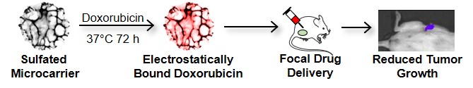 Doxorubicin loaded microcarriers for focal drug delivery