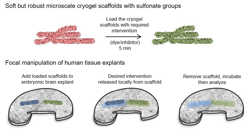 Cryogel scaffolds for local delivery of therapeutics to human brain tissue. An easy to use tool for neuroscientists.